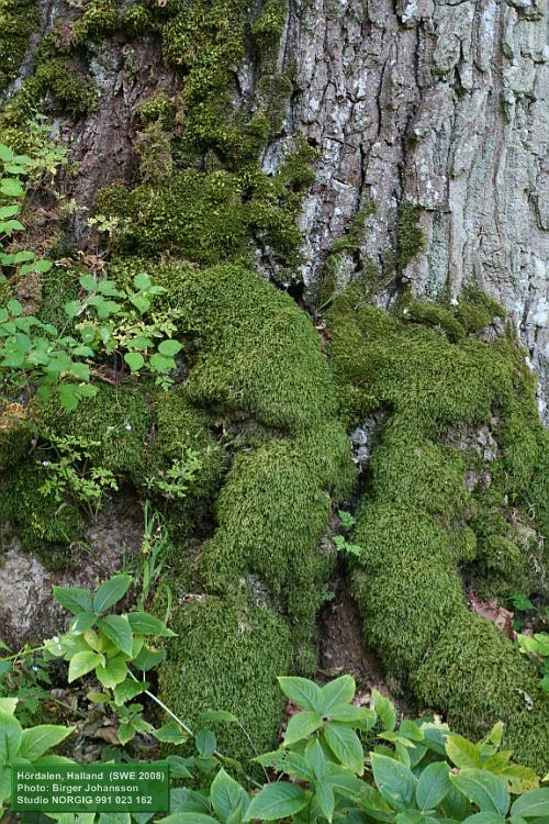 Mossa på ek (Quercus robur)