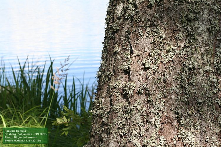 Asp (Populus tremula) vid vatten