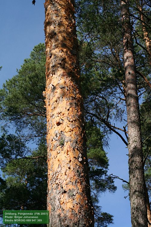 Tallstam med glansbark och övergångsbark