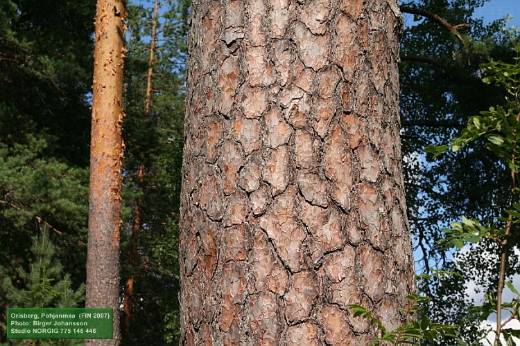 Tallar (Pinus sylvestris) i sol