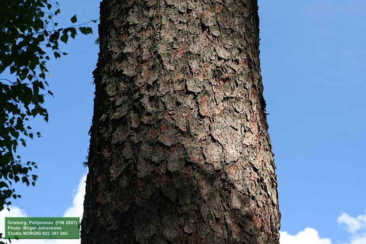 Tallbark mot blå himmel