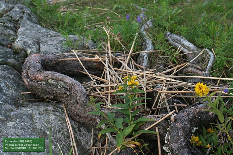 Metsämännyn juuria kivikossa