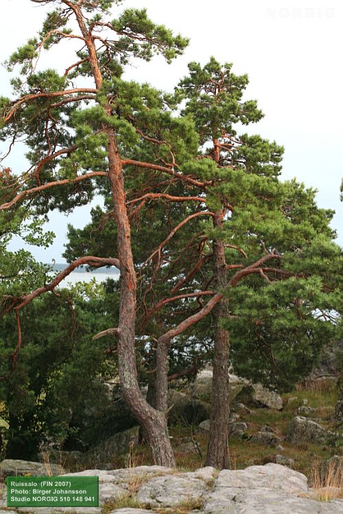 Rantamännyt (Pinus sylvestris) kivellä