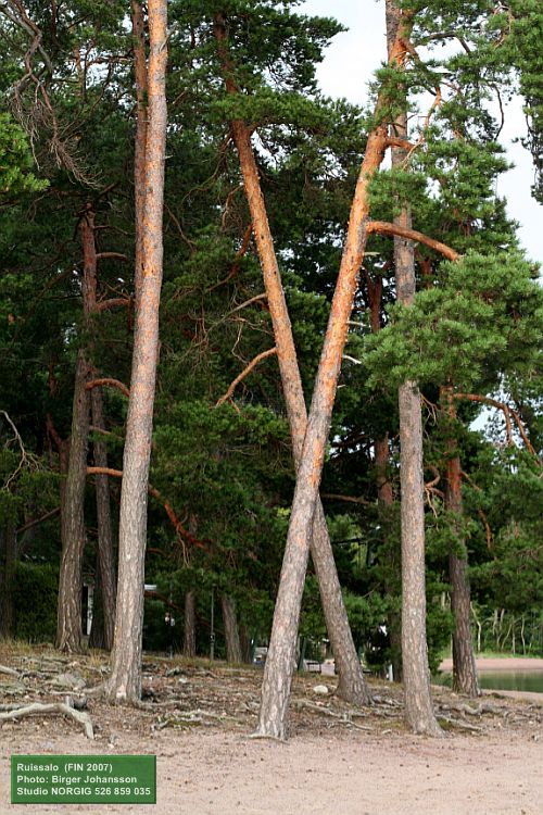 Rantamäntyjä (Pinus sylvestris) hiekkarannalla