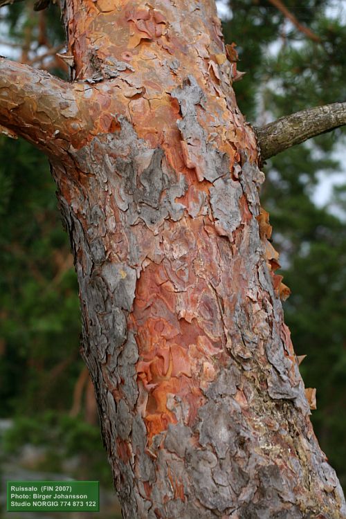 Männyn kaarna, keskiosan kuori, yläosan punertava kuori (Pinus sylvestris)