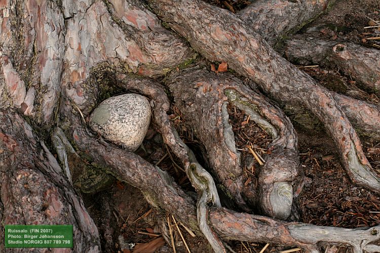 Aaltojen huuhtelemia männynjuuria (Pinus sylvestris) rannalla