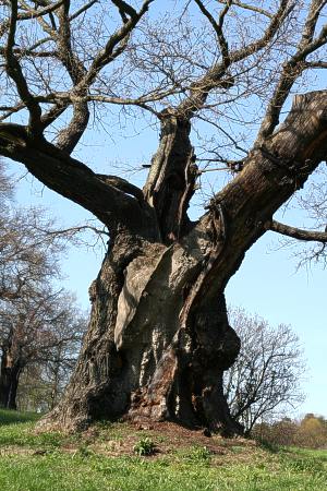 Oak, Quercus robur