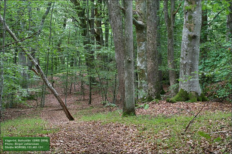 Bokskog i Vägeröds dalar