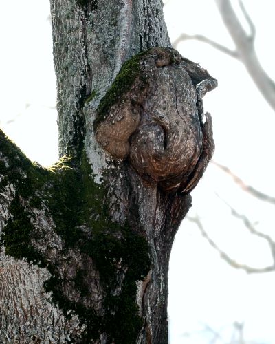 Utv&auml;xt p&aring; gammal ask (Fraxinus excelsior)