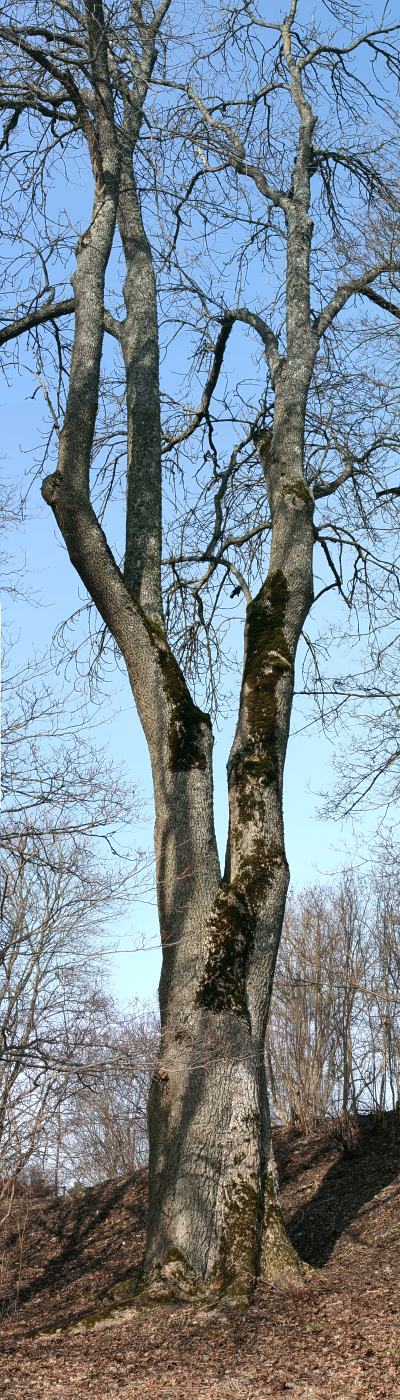 Grov ask (Fraxinus excelsior) p&aring; Ultuna