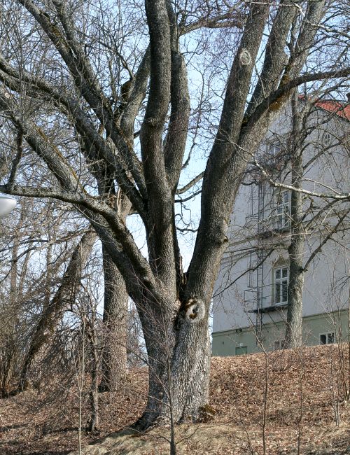 Gammal ask (Fraxinus excelsior) p&aring; Ultuna