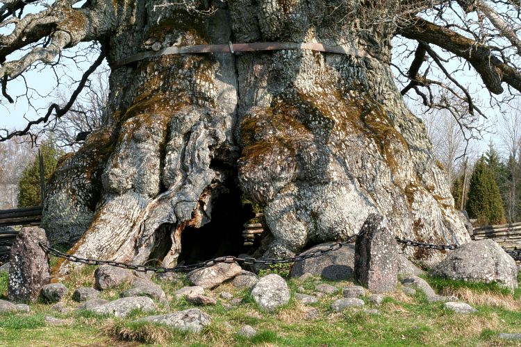 Kvilleken (Rumskullaeken)