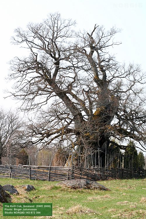 Kvilleken (Rumskullaeken) står i en beteshage