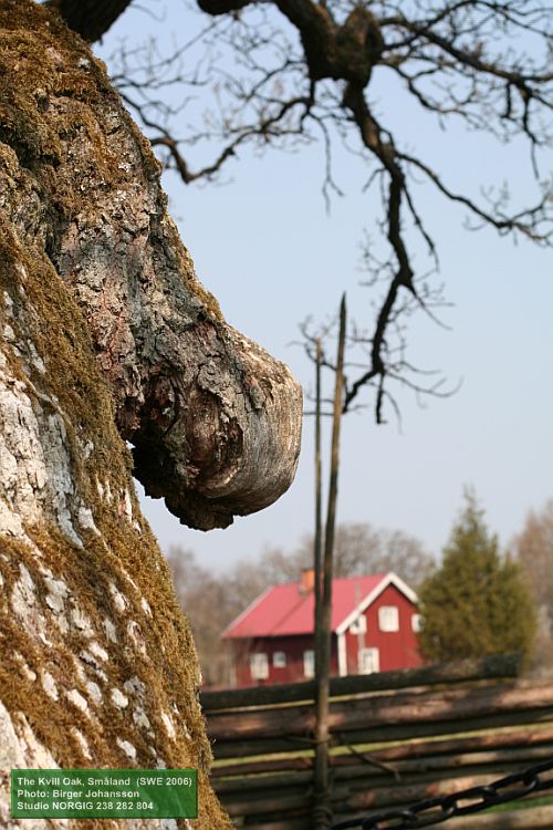 Grenstump på Kvilleken i Norra Kvill