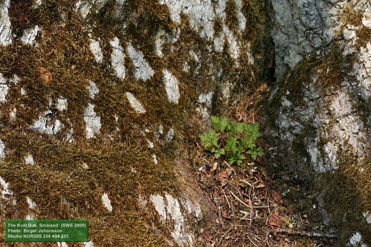 Mossa på gammal ekbark