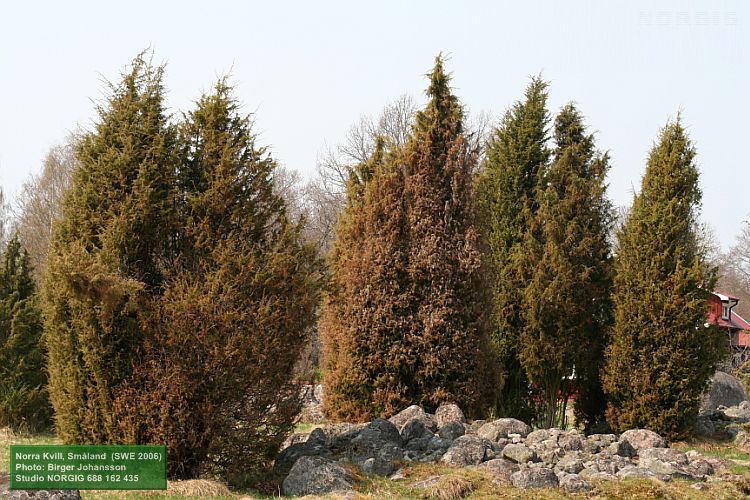 Enar (Juniperus communis) i beteshage