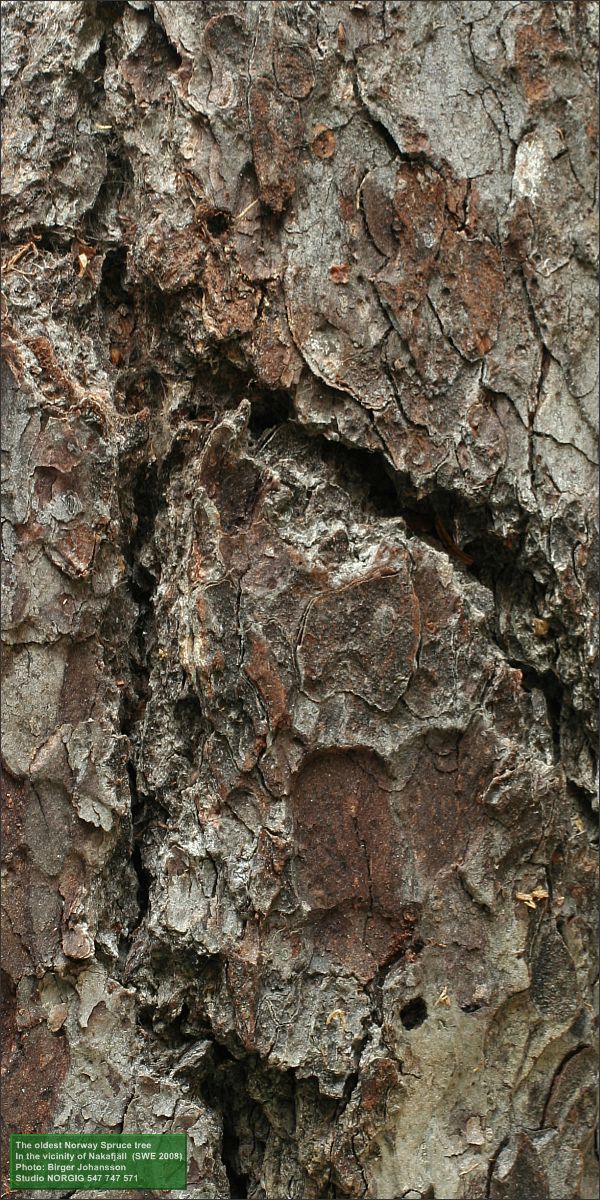 Den äldsta granens bark